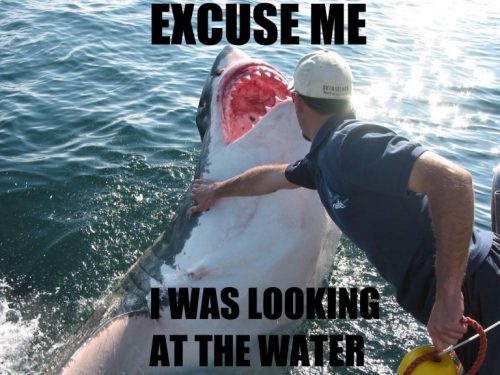 interrupting shark
