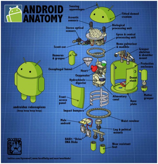 android-anatomy